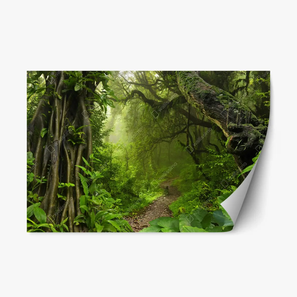 Adesivo riposizionabile sentiero incantato nella foresta pluviale • Wallissimo®