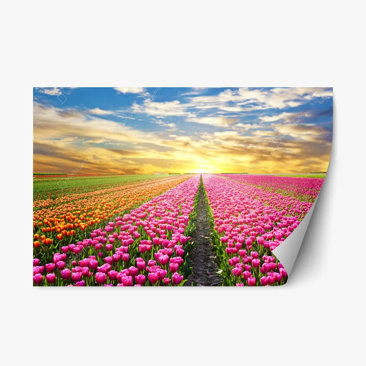 Adesivo riposizionabile campo di tulipani al tramonto nei Paesi Bassi • Wallissimo®