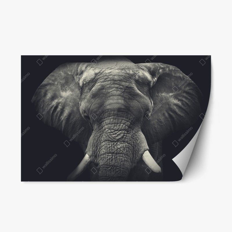 Adesivo riposizionabile elefante maestoso ritratto monocromatico