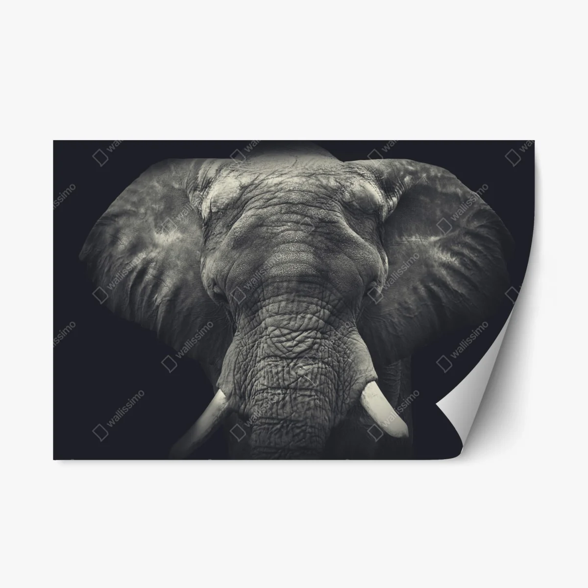 Adesivo riposizionabile elefante maestoso ritratto monocromatico • Wallissimo® Adesivo riposizionabile elefante maestoso ritratto monocromatico • Wallissimo®