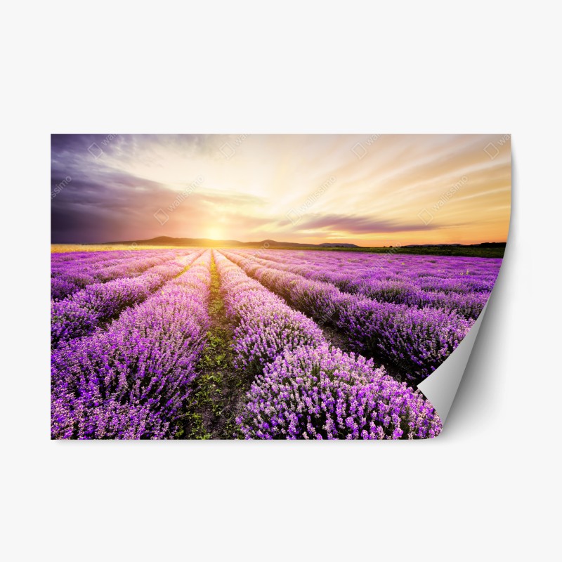 Adesivo riposizionabile alba dorata sul campo di lavanda in Bulgaria