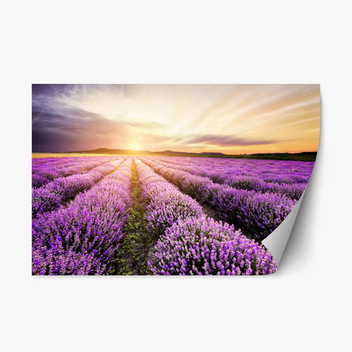 Adesivo riposizionabile alba dorata sul campo di lavanda in Bulgaria • Wallissimo®
