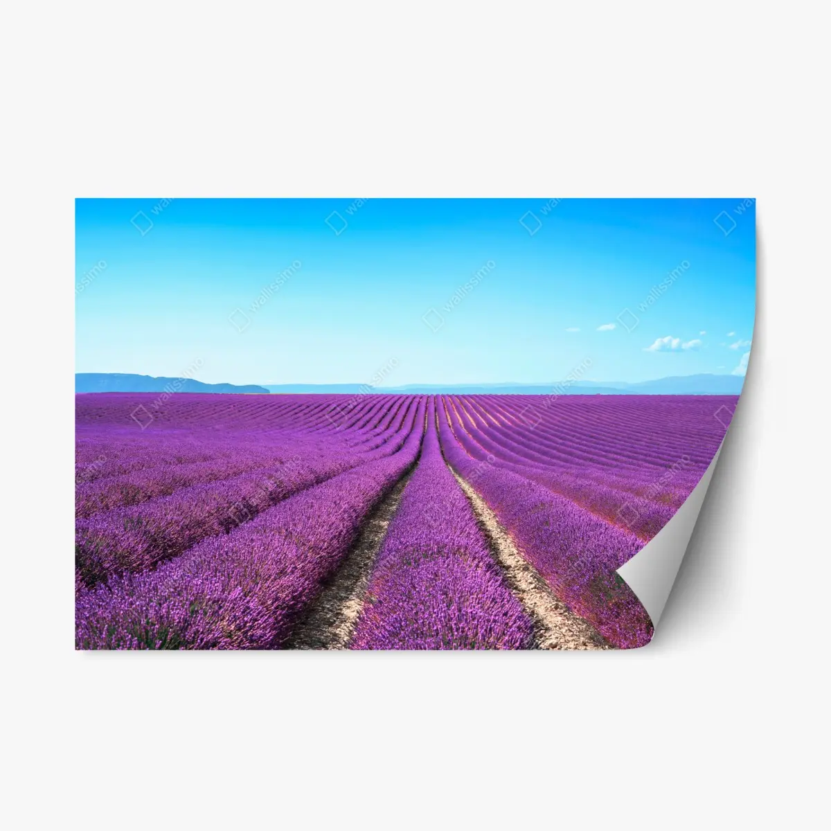 Adesivo riposizionabile distese di lavanda all'orizzonte • Wallissimo®