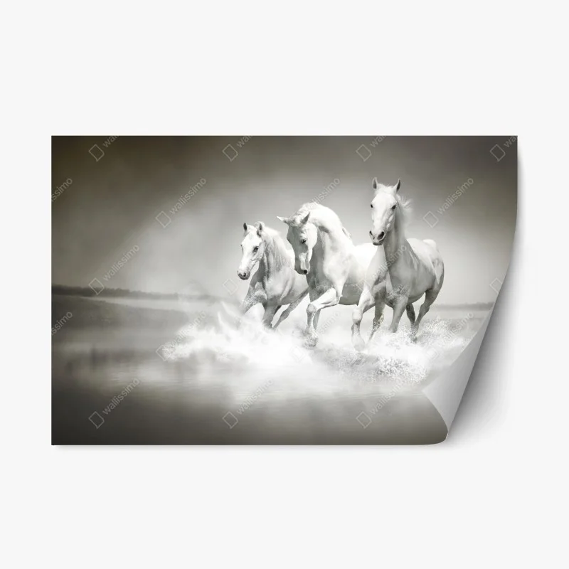 Adesivo riposizionabile tre cavalli bianchi al galoppo sull'acqua