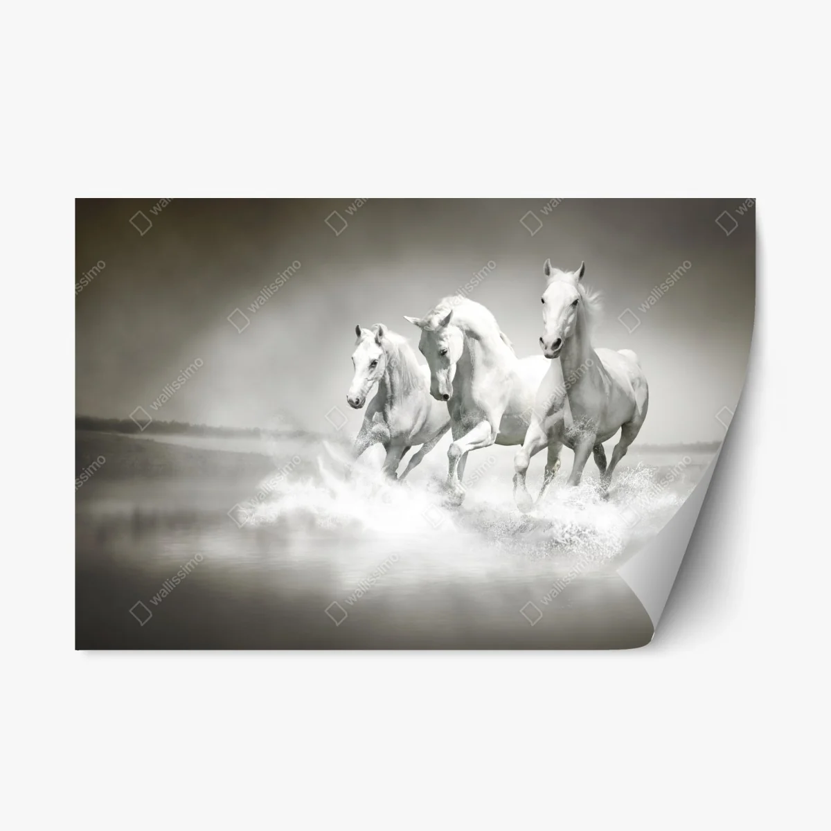 Adesivo riposizionabile tre cavalli bianchi al galoppo sull'acqua • Wallissimo® Adesivo riposizionabile tre cavalli bianchi al galoppo sull'acqua • Wallissimo®