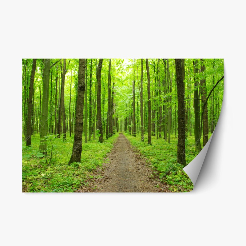 Adesivo riposizionabile sentiero verde nella foresta primaverile