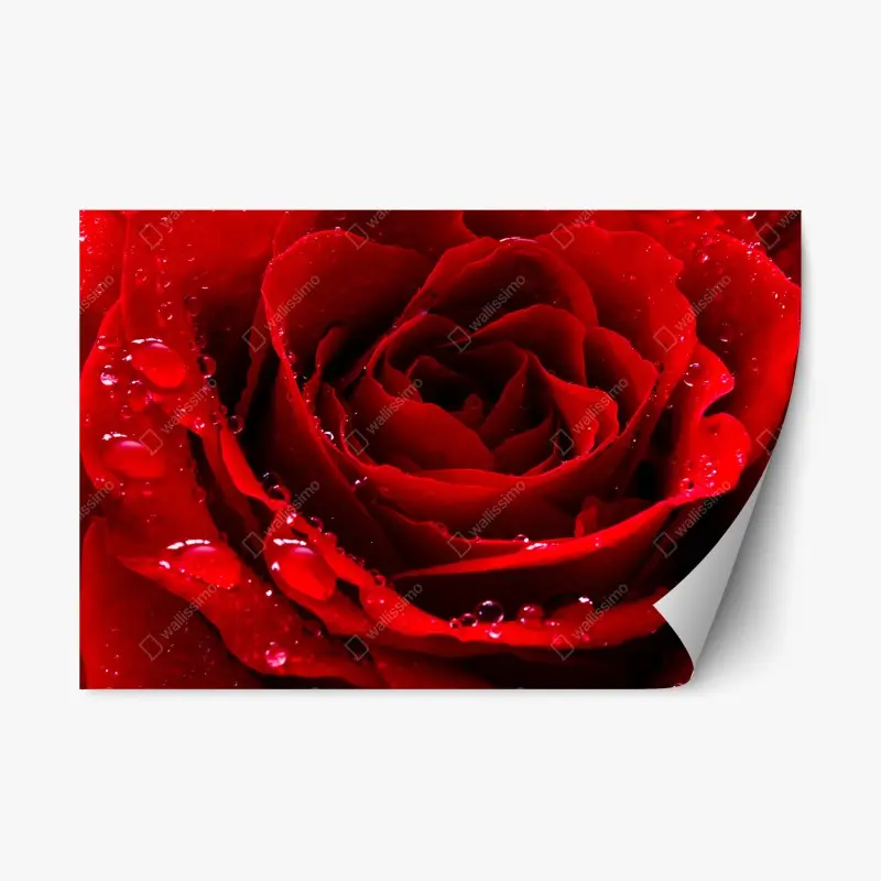 Adesivo riposizionabile rosa rossa in primo piano con gocce di rugiada
