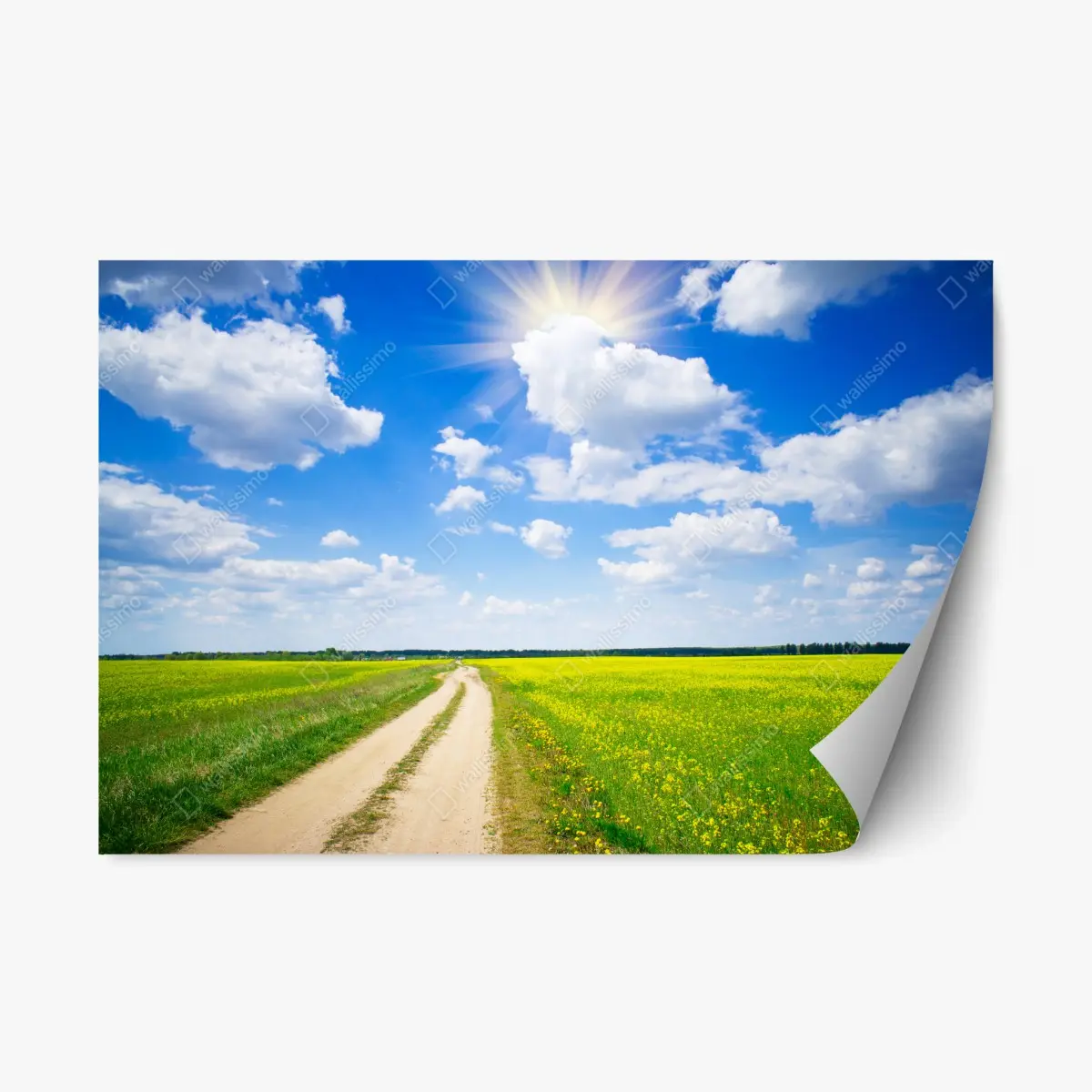 Adesivo riposizionabile campo di colza sotto il cielo azzurro • Wallissimo®