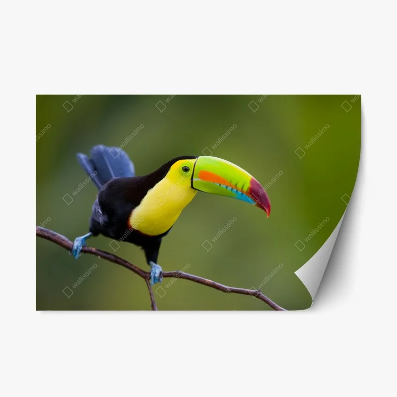 Adesivo riposizionabile tucano dal becco multicolore su sfondo verde