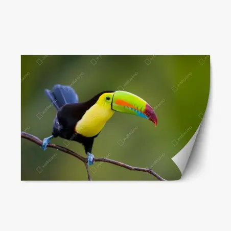 Adesivo riposizionabile tucano dal becco multicolore su sfondo verde • Wallissimo®
