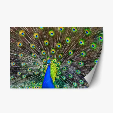 Adesivo riposizionabile esplosione di colori: pavone in posa • Wallissimo®