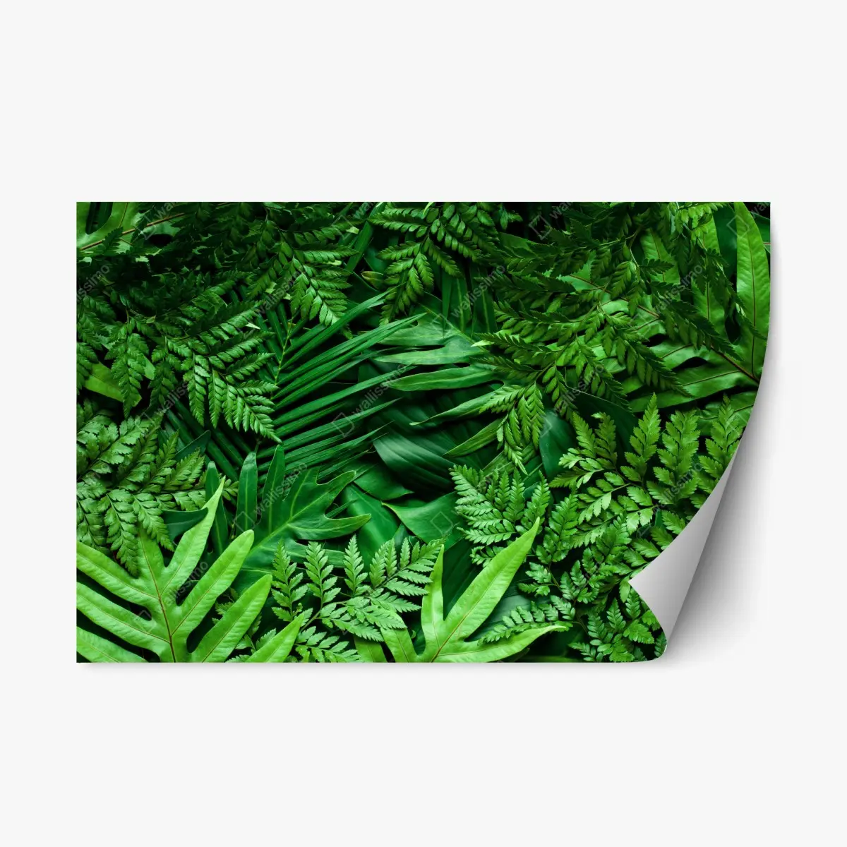 Adesivo riposizionabile motivo botanico di foglie tropicali • Wallissimo® Adesivo riposizionabile motivo botanico di foglie tropicali • Wallissimo®