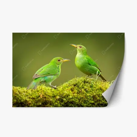 Adesivo riposizionabile coppia di uccelli smeraldo del Costa Rica • Wallissimo®