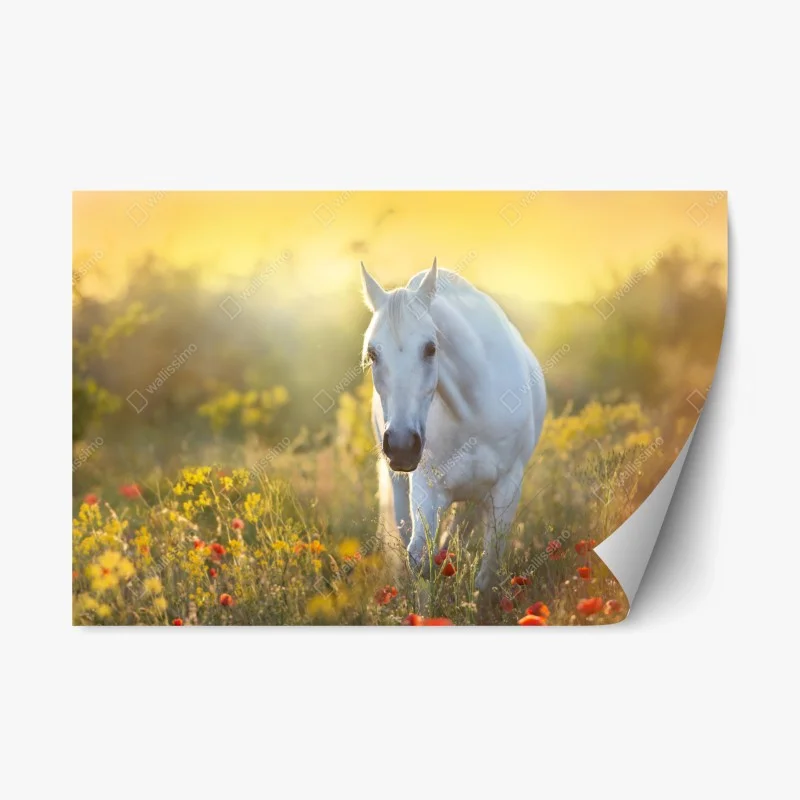 Adesivo riposizionabile elegante cavallo bianco al sorgere del sole