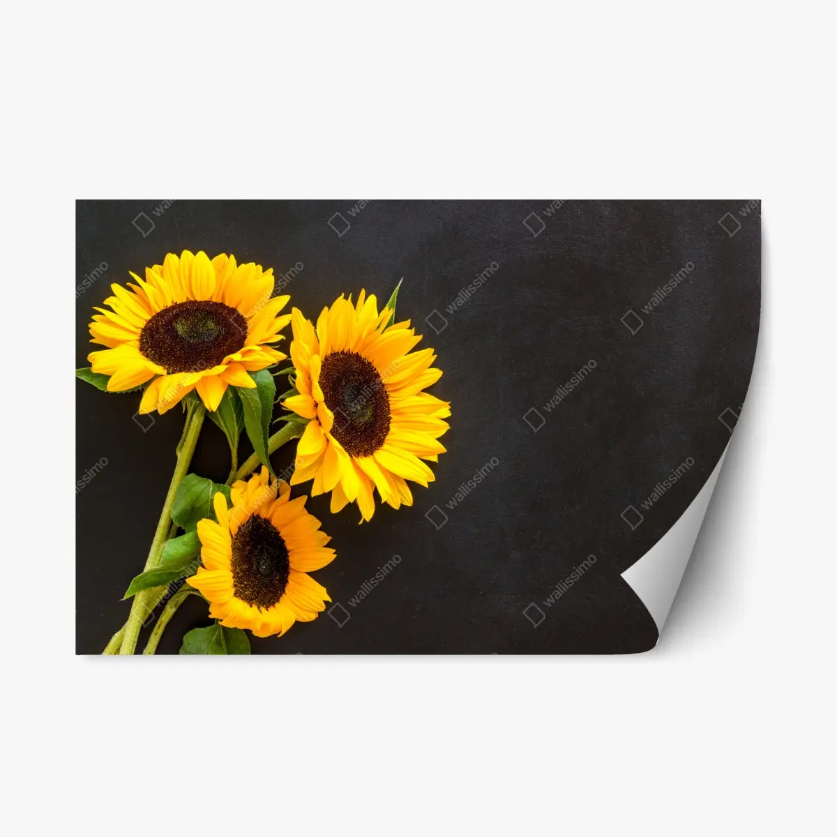 Adesivo riposizionabile girasoli luminosi su sfondo scuro • Wallissimo®