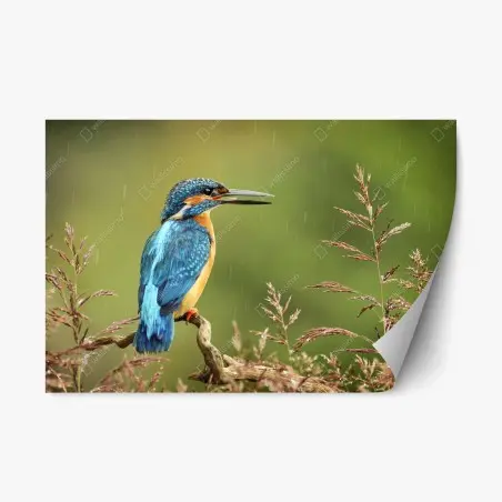 Adesivo riposizionabile martino pescatore sotto la pioggia su ramoscello • Wallissimo®
