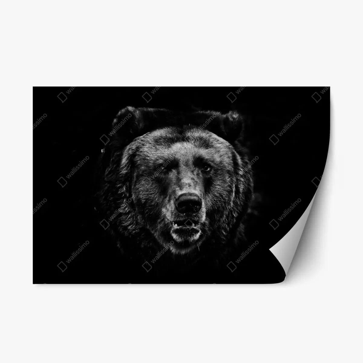 Adesivo riposizionabile sguardo profondo dell'orso • Wallissimo®