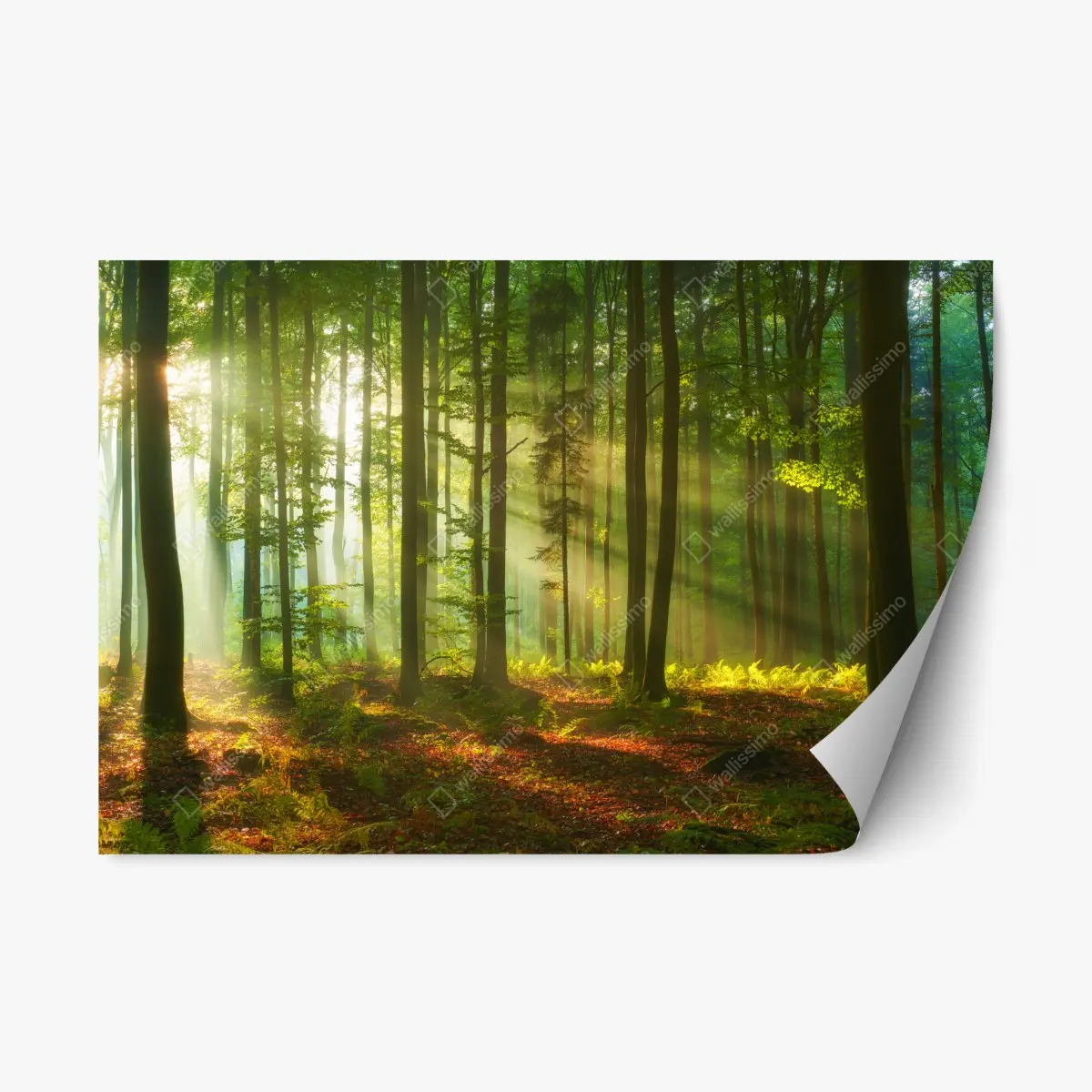 Adesivo riposizionabile mattina luminosa nella foresta • Wallissimo®