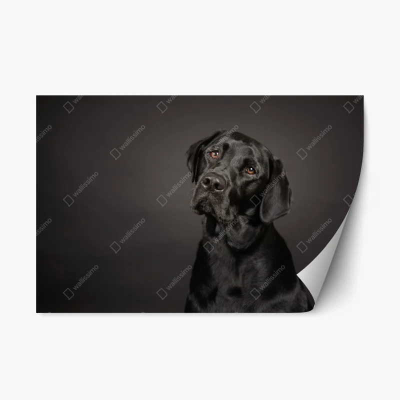 Adesivo riposizionabile ritratto elegante di labrador nero