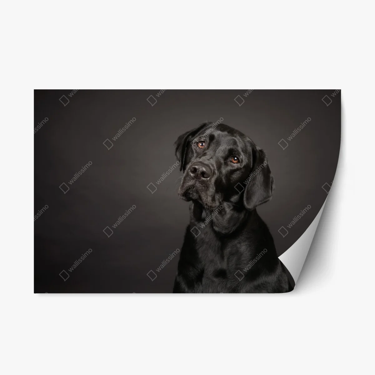 Adesivo riposizionabile ritratto elegante di labrador nero • Wallissimo® Adesivo riposizionabile ritratto elegante di labrador nero • Wallissimo®