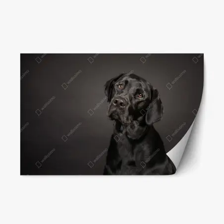 Adesivo riposizionabile ritratto elegante di labrador nero • Wallissimo®
