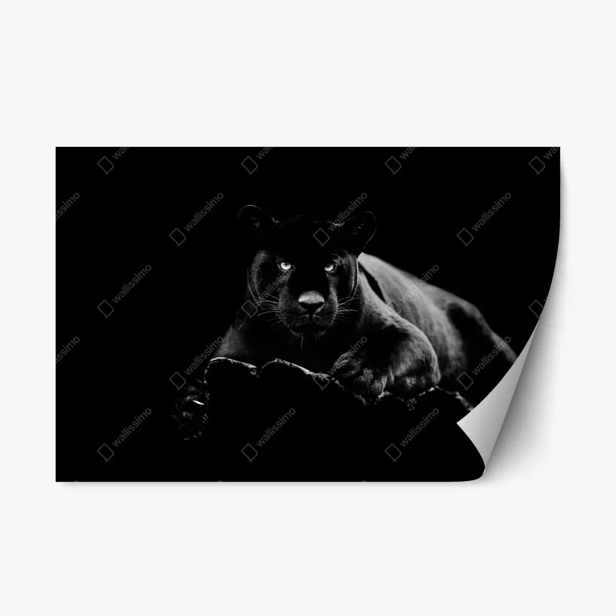 Adesivo riposizionabile pantera nera dallo sguardo ipnotico • Wallissimo®
