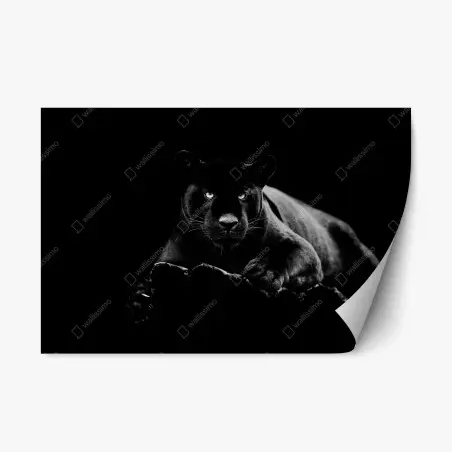 Adesivo riposizionabile pantera nera dallo sguardo ipnotico • Wallissimo®