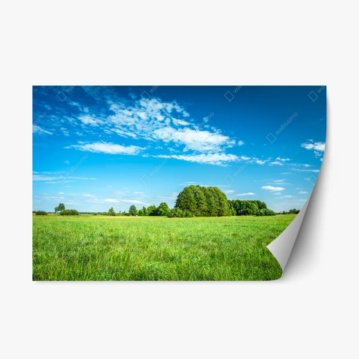 Adesivo riposizionabile prateria verde sotto cielo azzurro • Wallissimo®