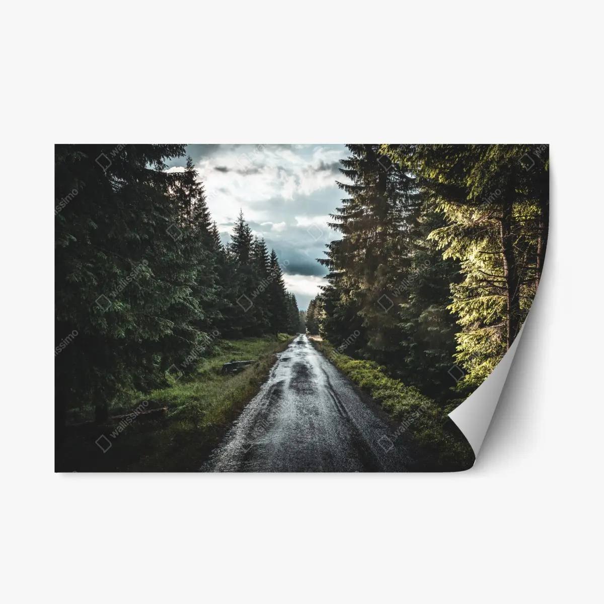 Adesivo riposizionabile strada nella foresta al crepuscolo • Wallissimo®