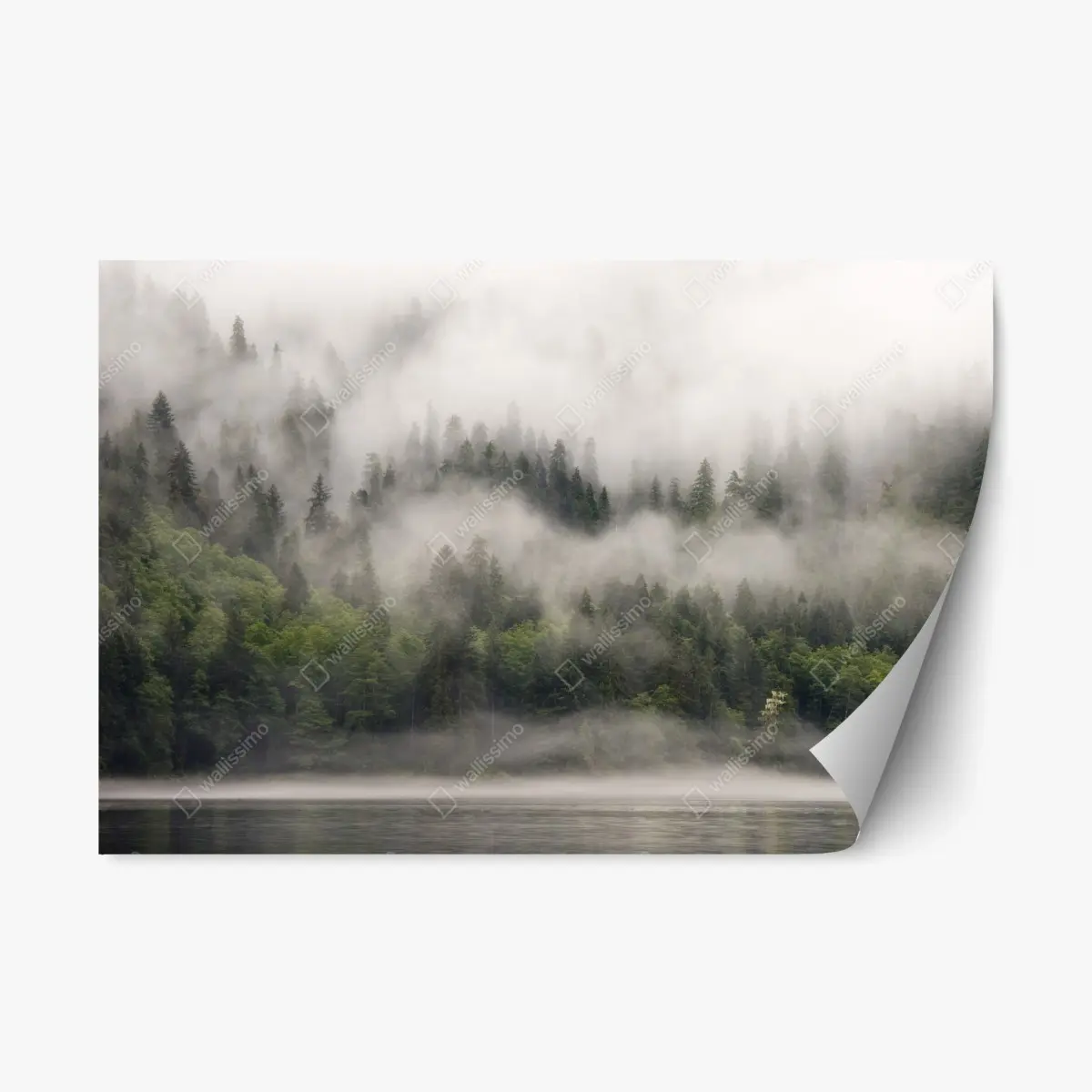 Adesivo riposizionabile nebbia tra le conifere di British Columbia • Wallissimo®