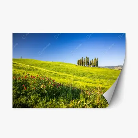 Adesivo riposizionabile colline verdi con filare di cipressi • Wallissimo®