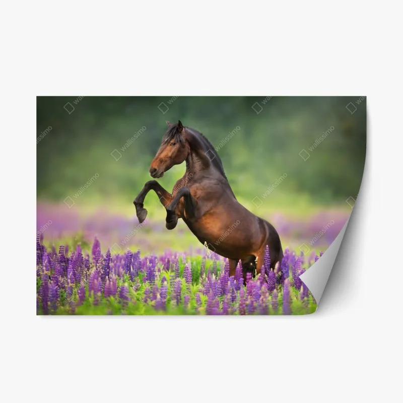 Adesivo riposizionabile stallone baio tra i lupini