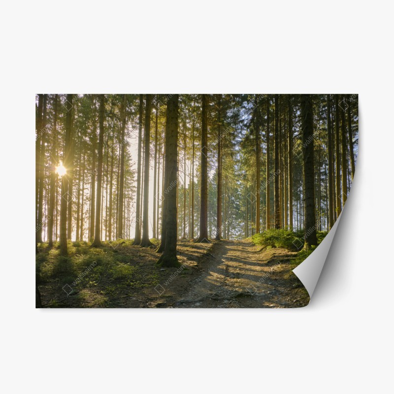 Adesivo riposizionabile sentiero nel bosco al tramonto