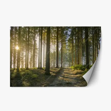 Adesivo riposizionabile sentiero nel bosco al tramonto • Wallissimo®