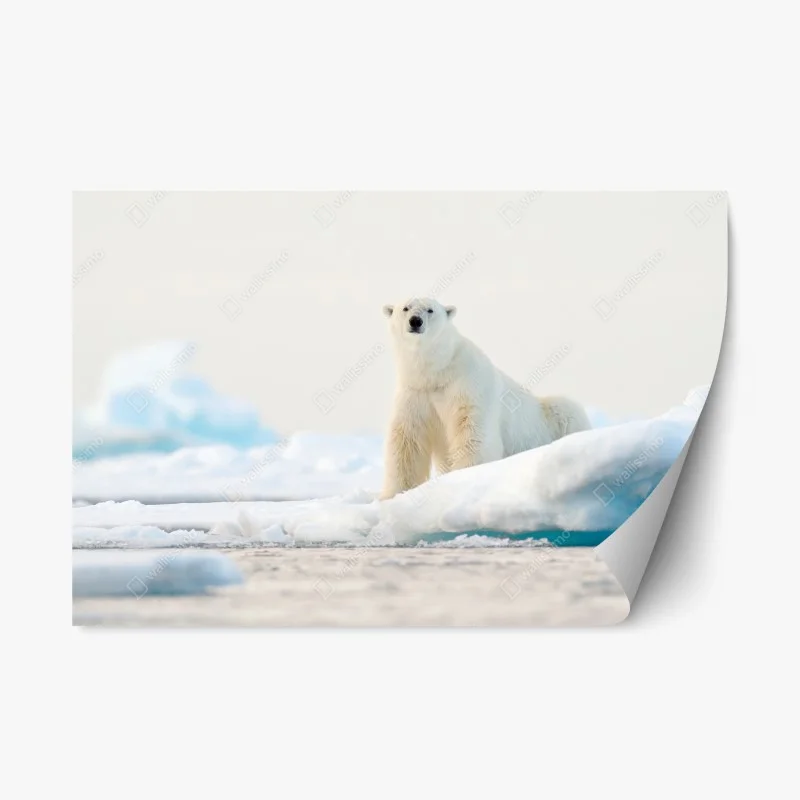 Adesivo riposizionabile orso polare sul bordo del ghiaccio, Svalbard