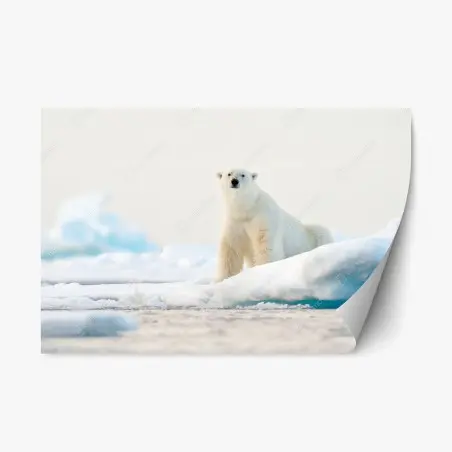 Adesivo riposizionabile orso polare sul bordo del ghiaccio, Svalbard • Wallissimo®