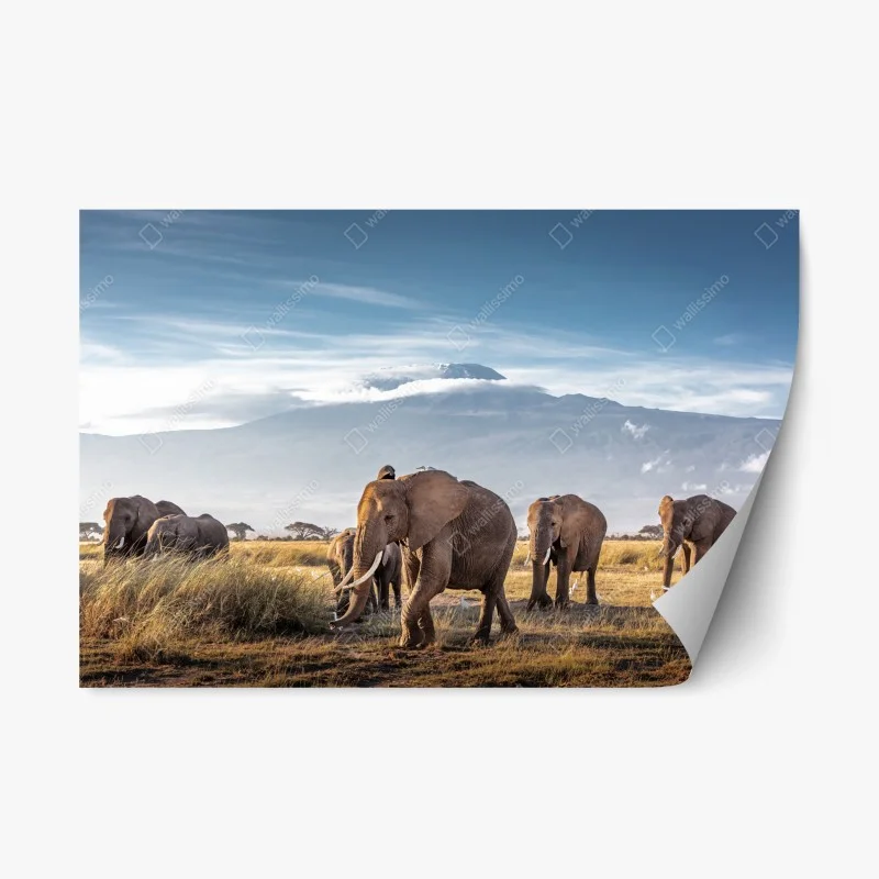 Adesivo riposizionabile mandria di elefanti nella savana di Amboseli davanti a monte Kilimanjaro