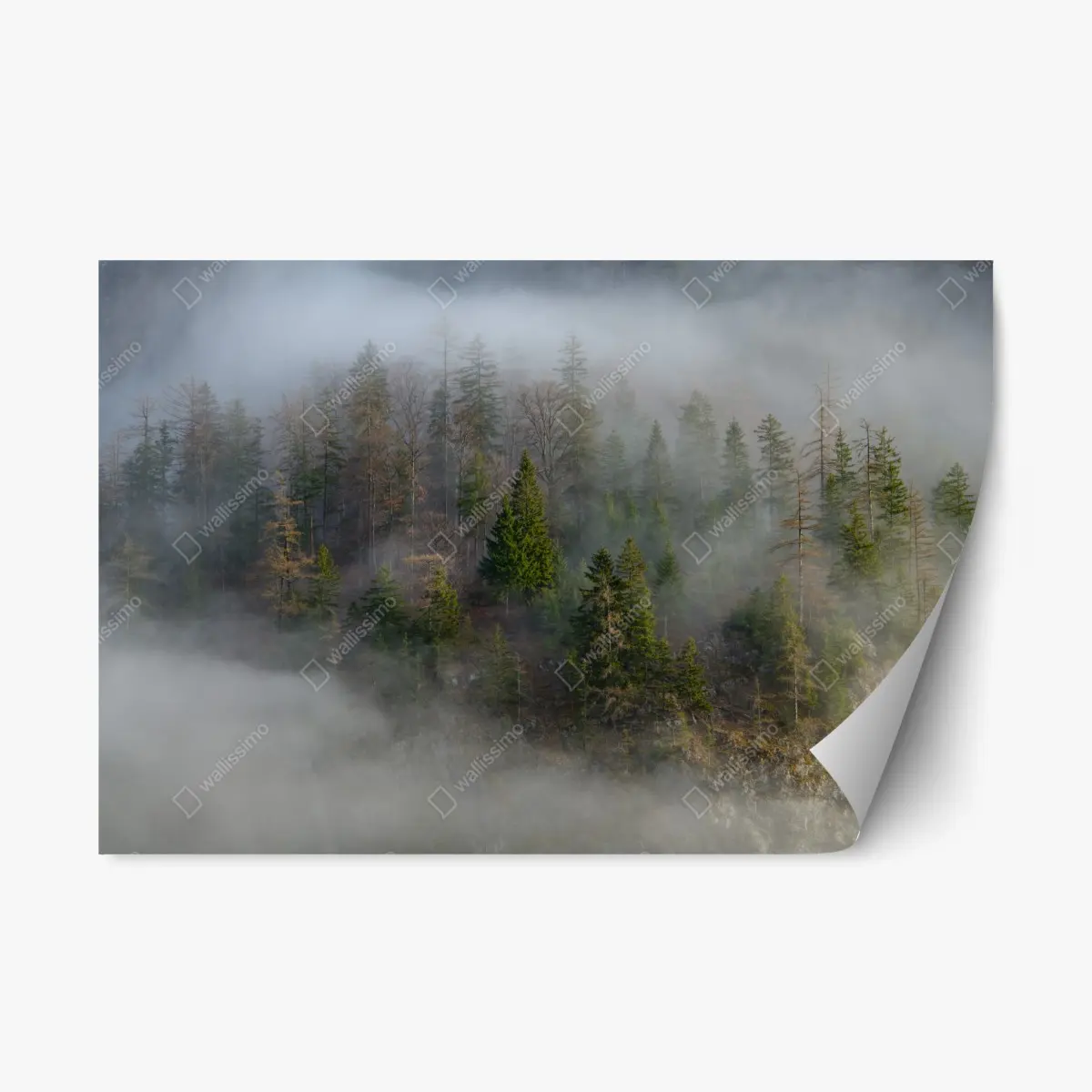 Adesivo riposizionabile foresta avvolta nella nebbia • Wallissimo®