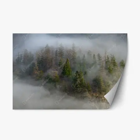 Adesivo riposizionabile foresta avvolta nella nebbia • Wallissimo®