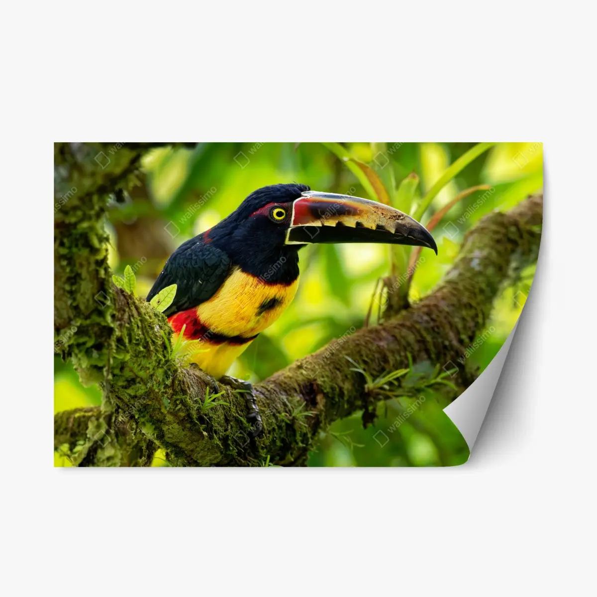 Adesivo riposizionabile aracari collare su ramo nella foresta • Wallissimo®
