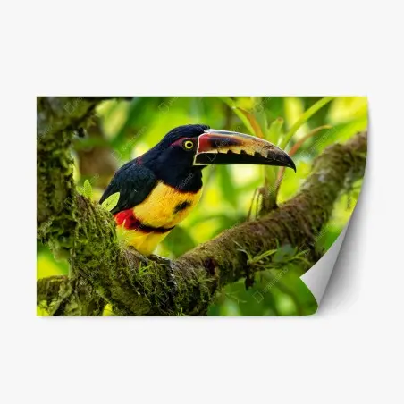 Adesivo riposizionabile aracari collare su ramo nella foresta • Wallissimo®
