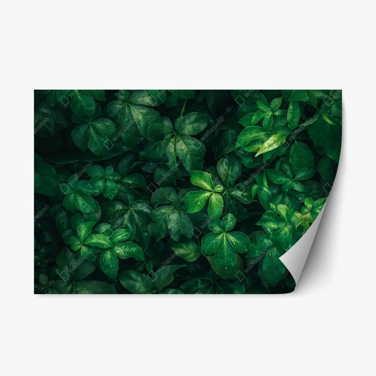 Adesivo riposizionabile fogliame tropicale in verde profondo • Wallissimo® Adesivo riposizionabile fogliame tropicale in verde profondo • Wallissimo®