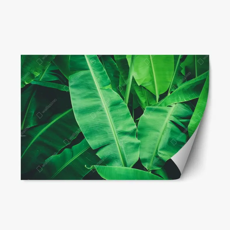 Adesivo riposizionabile composizione di foglie di banano tropicali