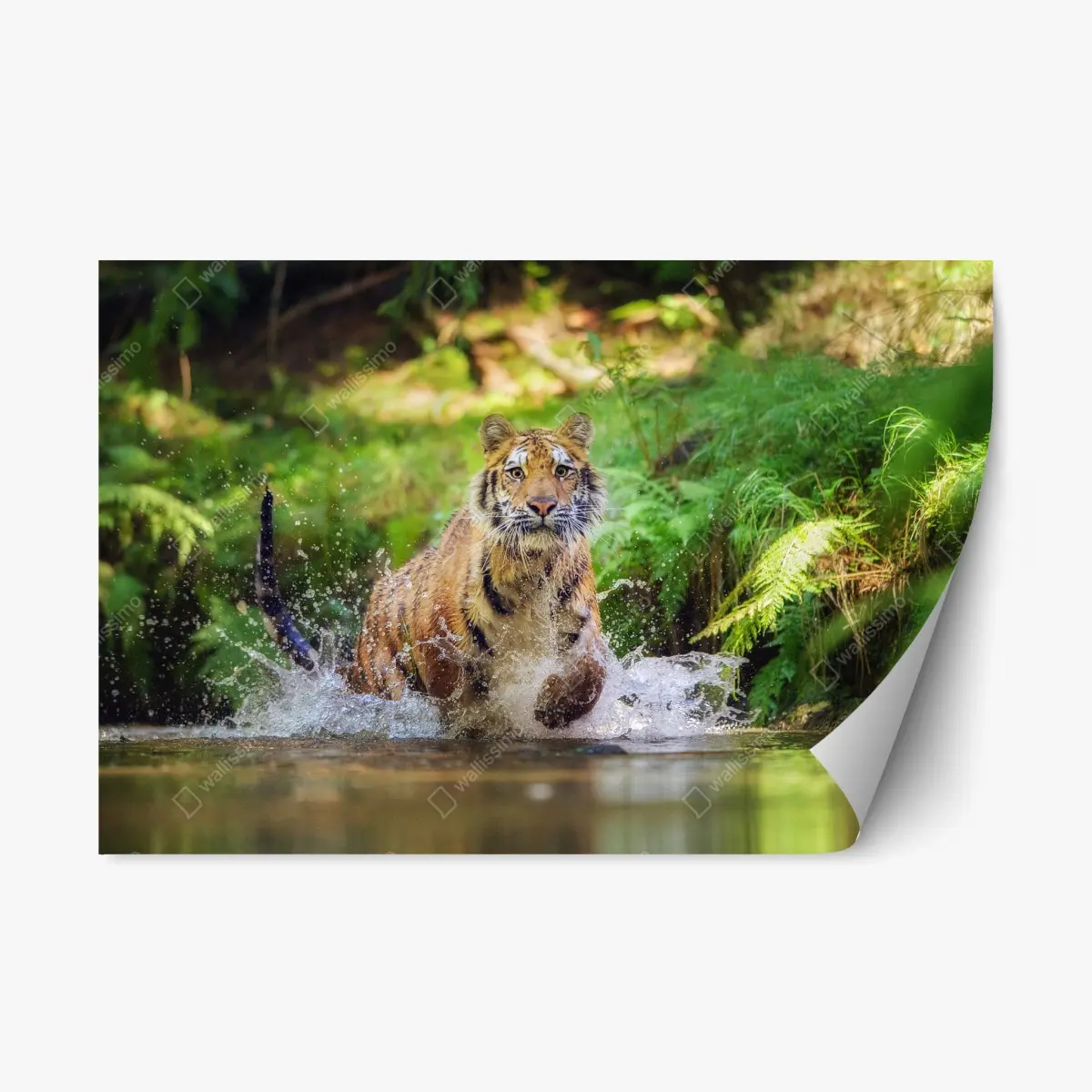 Adesivo riposizionabile tigre maestosa che attraversa l'acqua nella foresta • Wallissimo®