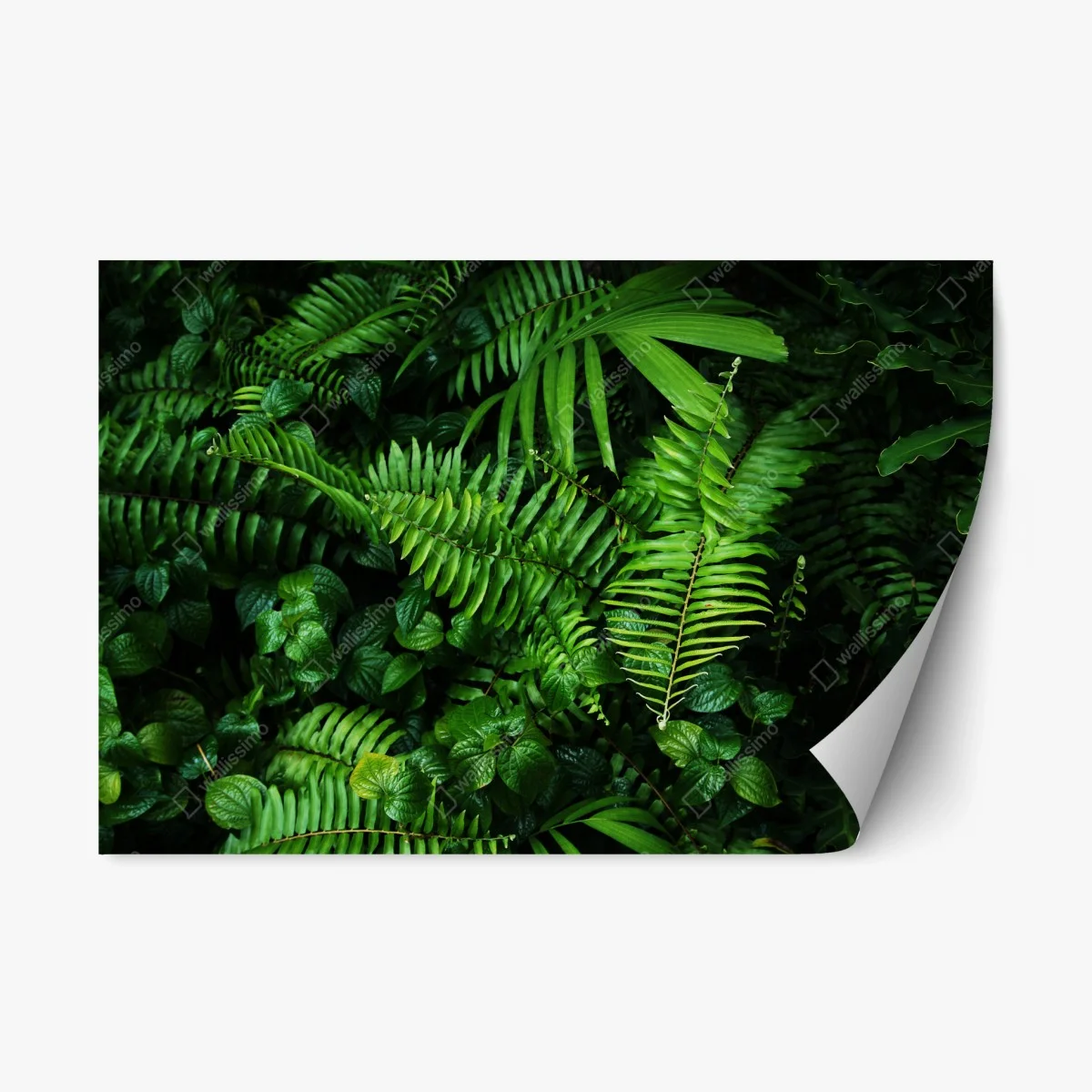 Adesivo riposizionabile parete verde di felci tropicali • Wallissimo® Adesivo riposizionabile parete verde di felci tropicali • Wallissimo®