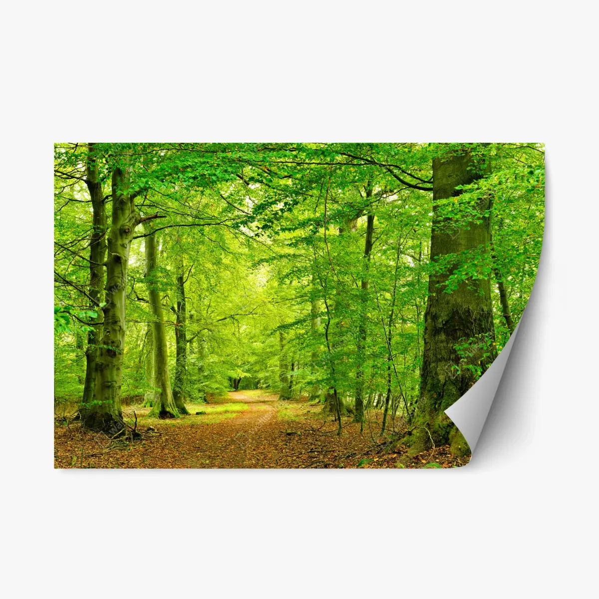 Adesivo riposizionabile sentiero nel bosco verde • Wallissimo®