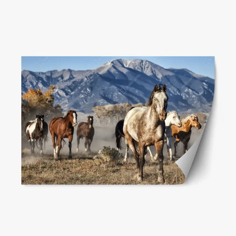 Adesivo riposizionabile mandria in corsa sulle praterie di Zapata Ranch, Colorado