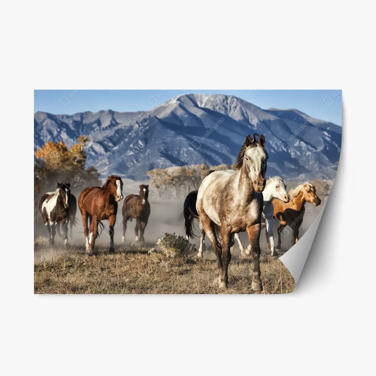 Adesivo riposizionabile mandria in corsa sulle praterie di Zapata Ranch, Colorado • Wallissimo®