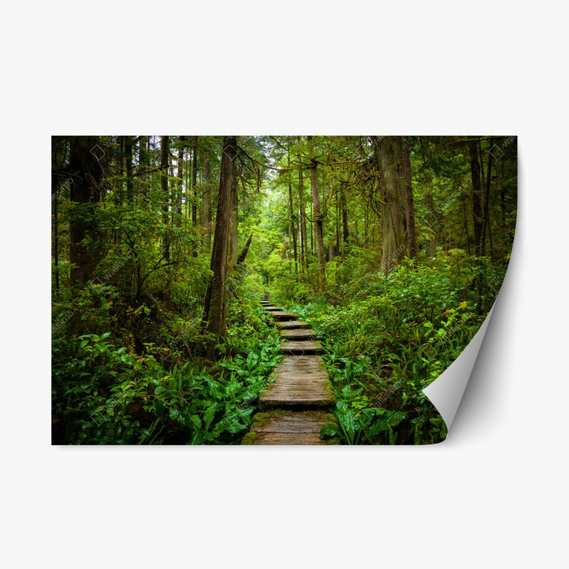 Adesivo riposizionabile sentiero nella foresta verde