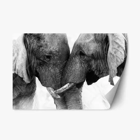 Adesivo riposizionabile incontro intimo tra elefanti in bianco e nero • Wallissimo®